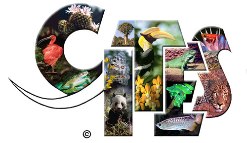 《CITES公约》：维序红木行业循环的纽带