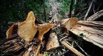 红木委发出开展14年红木濒危树种与市场规范通知