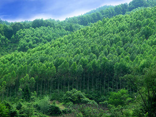 今年1-5月我国林业产业总产值突破8000亿元