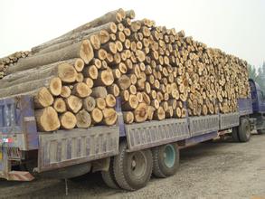 哈尔滨最大木材板材市场建成