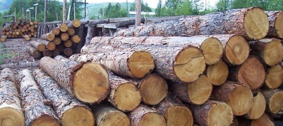 云南木材进口增长30% 零关税架起市场桥梁