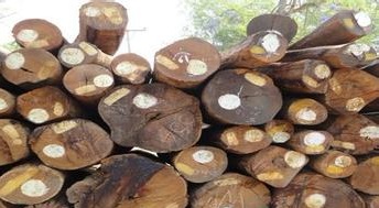 缅甸政府发布2014年木材收获计划