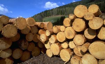 大马木材工业局被迫下调木材出口目标