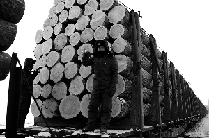 俄罗斯政府临时停止提高木材出口关税