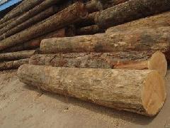 科新政府欲规范木材市场