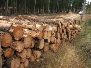 澳大利亚进口木材禁令向后倒退