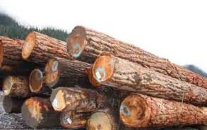 欧美新标准“害死”中国木制品出口企业