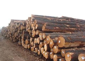 马来西亚木材出口总额上涨