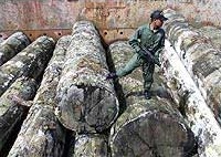 印度尼西亚开始打击非法木材出口
