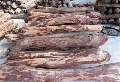 泰北清莱截获1亿铢名贵木材