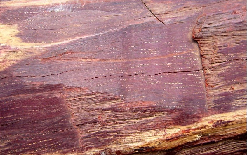 专家提示如何鉴别名贵硬木家具材质