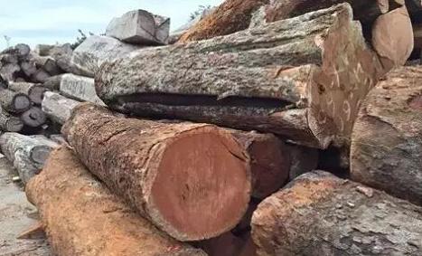 2016年木材市场最火的材种介绍：小巴花