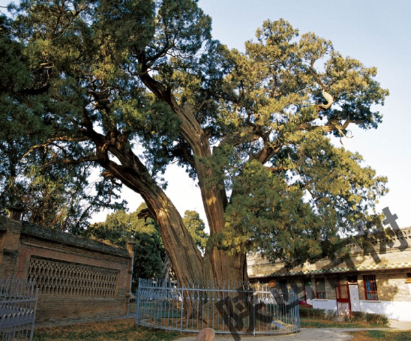 这棵树已经有5000年的树龄了