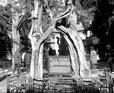 故宫里的古树名木：活的文物 国之瑰宝