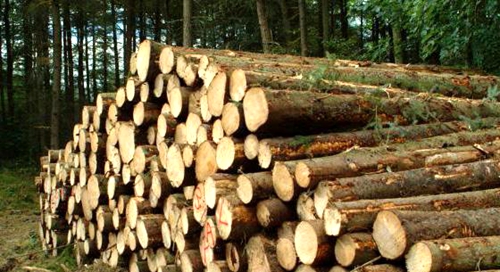 木材价格继续上涨已成定局