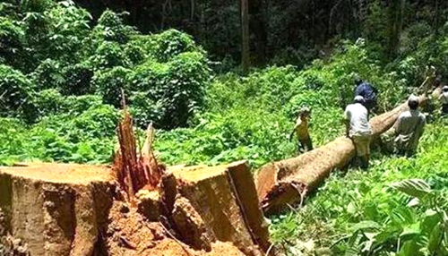 加纳封关导致价值数亿红木原材被困港口