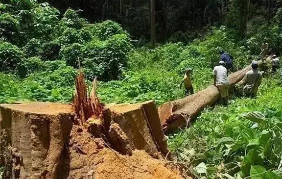 越来越多的红木木材被禁止出口，国内红木原材日渐紧张