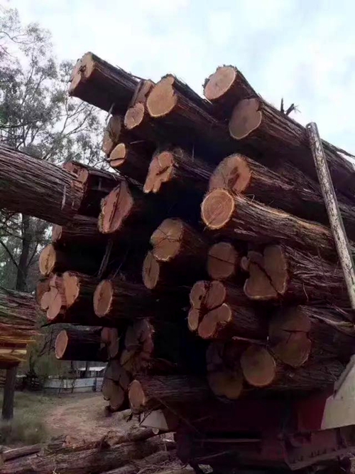 优质红木替代用材：澳洲酸枝木（Lance wood）