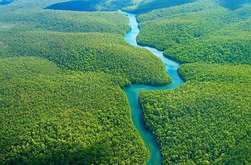 中国代表团对亚马逊流域木材深感兴趣