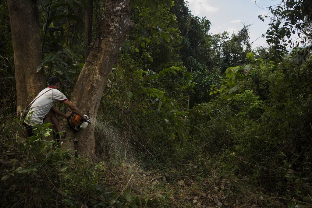 消失率世界第三，缅甸境内森林将于2060年完全消失！