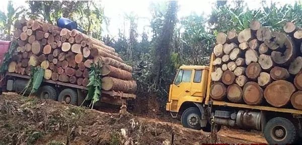 缅甸木材业停止木材砍伐生产期 将出售40万吨左右木材
