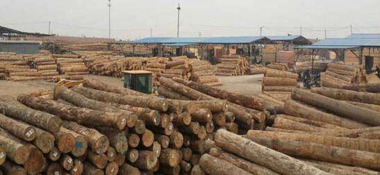 木材市场最新价格行情分析