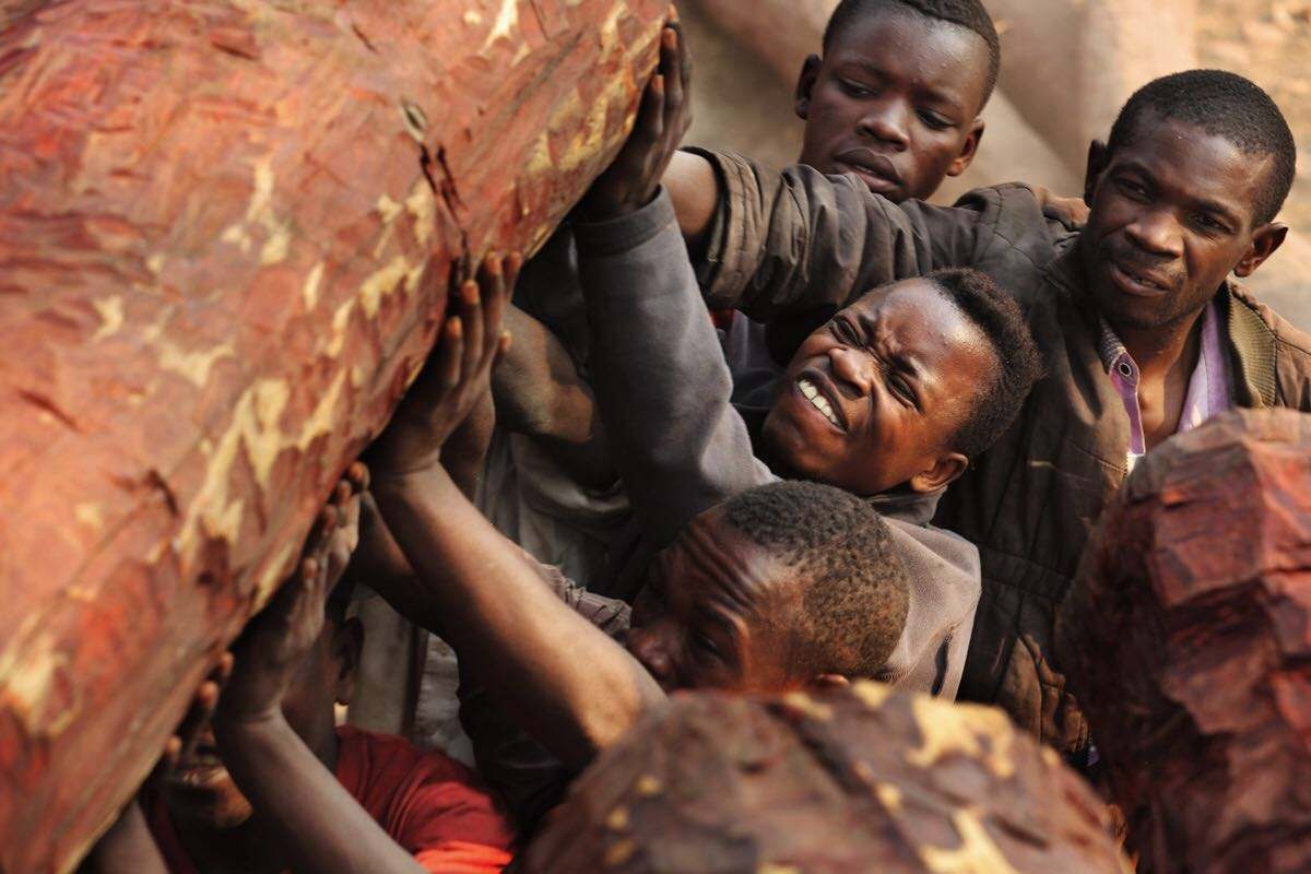 赞比亚木材出口禁令扩大至该国所有品种