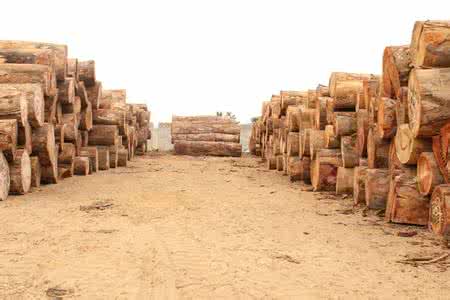 安哥拉木材砍伐季共有22万多立方米木材获得砍伐许可