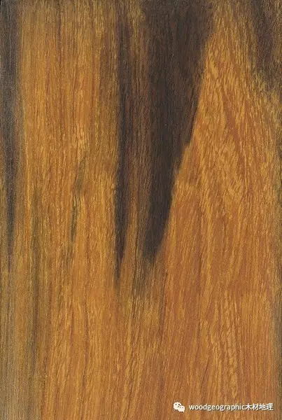 沙漠铁木（油次黑豆）木材简介