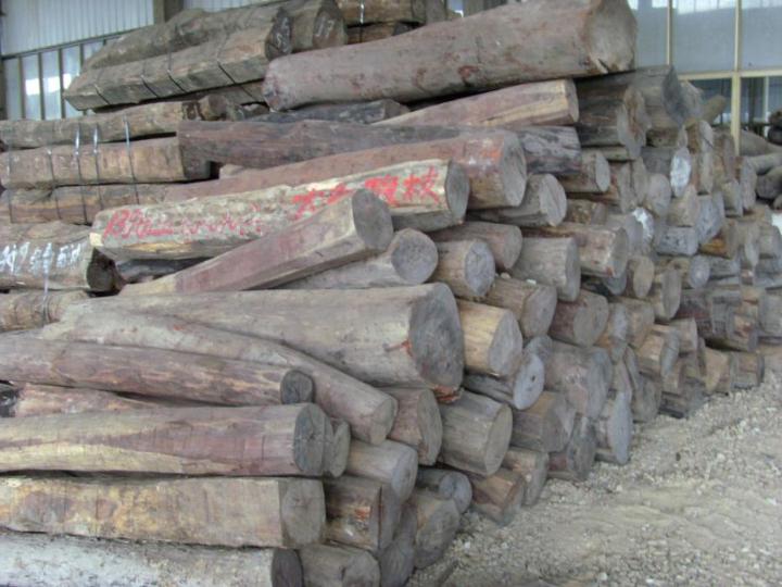 老挝政府“禁严” 再生林也禁止出口