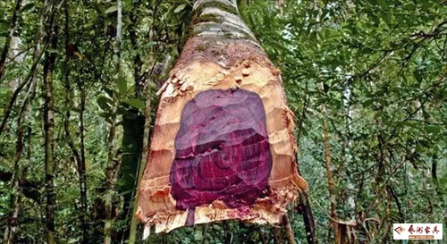 33种红木及68种常见名贵木材图鉴及学名、俗称对照