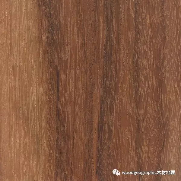 阔变豆（马卡考巴——Macacauba）木材简介