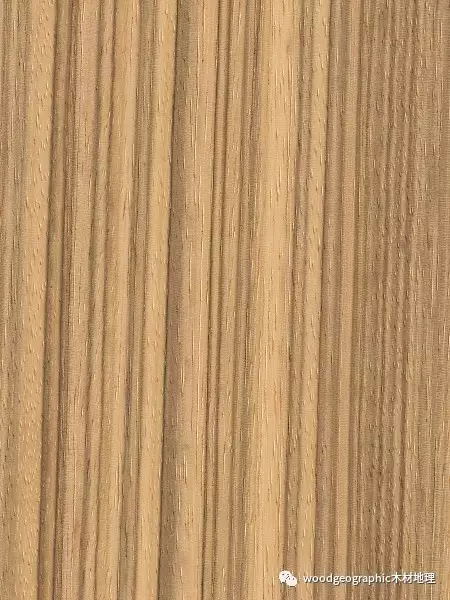 小斑马木（佩莱格里尼尤贝豆）木材简介