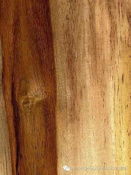 印度黄檀木材介绍
