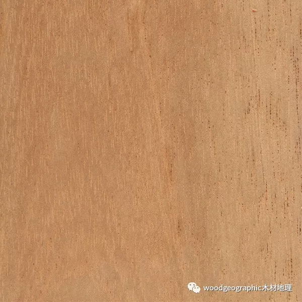 香洋椿（Spanish Cedar）木材简介