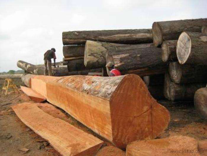 印度尼西亚开放种植原木出口