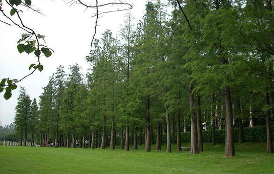 环保、安全：红木行业转型之路