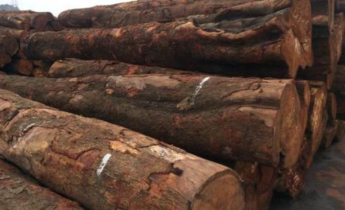 安哥拉政府对各省被扣木材开展稽查行动