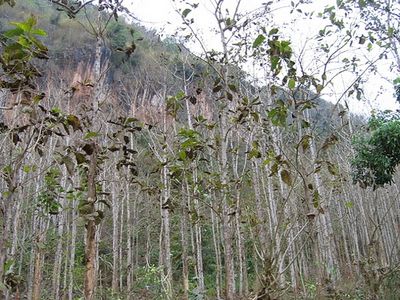 缅甸允许柚木种植林商业性砍伐