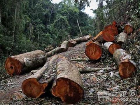 越南木材工业面临原料不足的困境