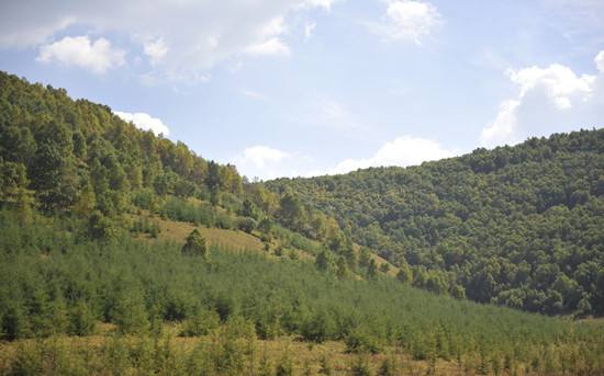 中国将建2000万公顷国家储备林