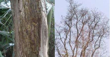 印度大学校园5天内被盗伐36株檀香树