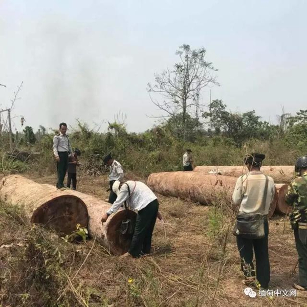 缅甸木材走私到底有多严重！一天时间查获上百吨珍贵木材