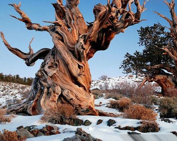 世界上最古老的10棵树，其中甚至已达7200岁