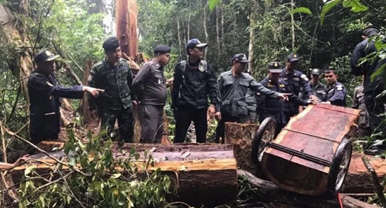 曼谷邮报消息：一名中国人和三名缅甸人在泰国走私红木被逮捕