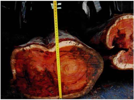 红豆杉濒危20年之三：无摸底数据 砍一棵少一棵